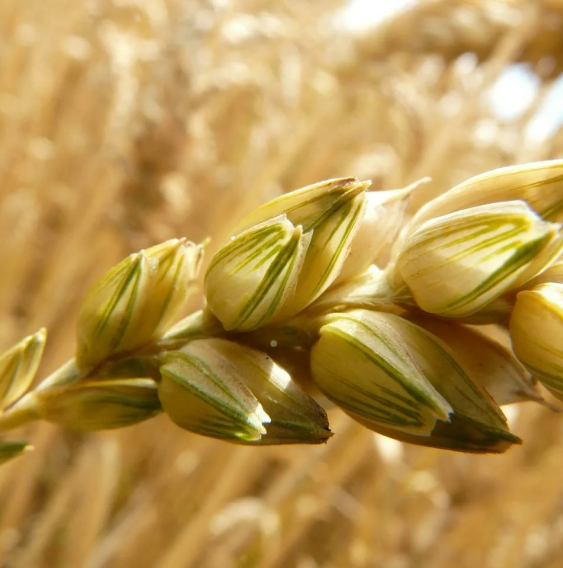 TOO Agriant - семена пшеницы высшего качеста.